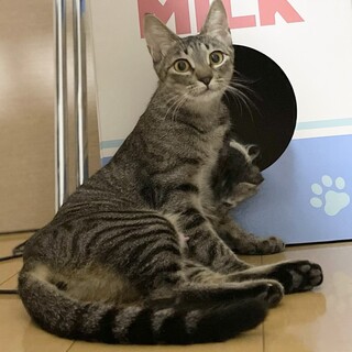 超スリゴロ✨優しいアイちゃん✨キジトラママ