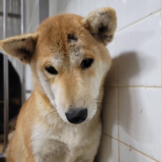 処分対象　延長一切なし　収容期限11/27迄