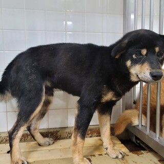 処分対象　延長一切なし　収容期限11/28迄