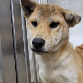 処分対象　延長一切なし　収容期限11/28迄