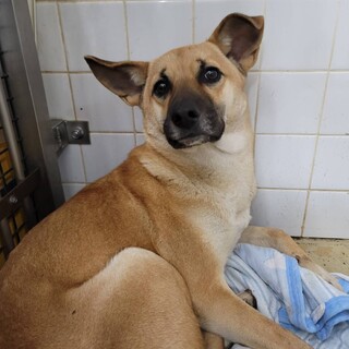 処分対象　延長一切なし　収容期限11/28迄