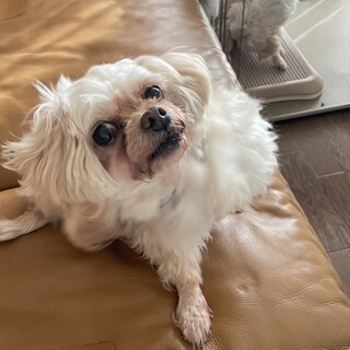 チワワとトイプーMIX里親募集中です