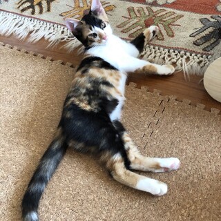 【お見合い随時】甘えん坊三毛とそのママ