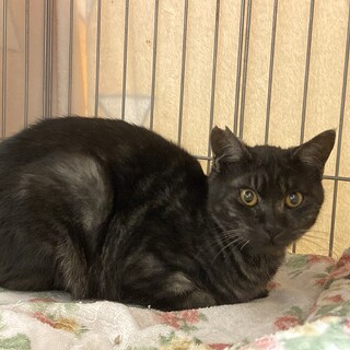 珍しい模様入り黒ちゃん　譲渡会11/25〜26