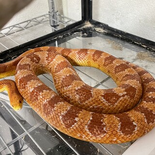 コーンスネーク　(里親成立致しました。)