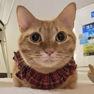 真白くん  赤い糸のご縁を待っています