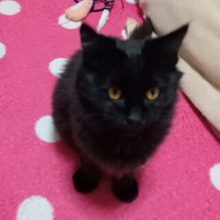 ◇長毛モフモフの幼い黒猫♡里親さま募集◇