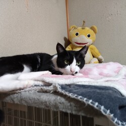 「チャーハン、ワクチン接種したよ～」サムネイル2