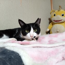 「チャーハン、ワクチン接種したよ～」サムネイル3