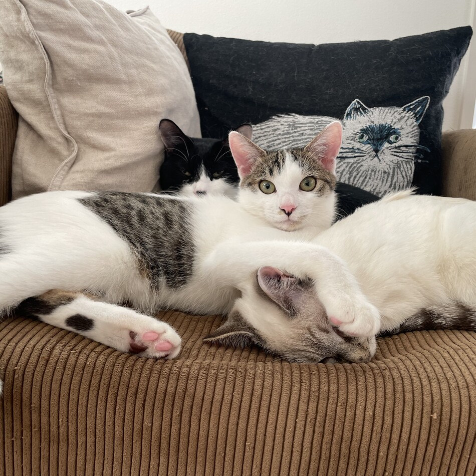 モーのカバー写真