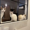 の写真