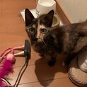 くっつき虫の甘えたさん！個性的なサビ猫ちゃんです！