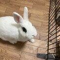 ドワーフホト　去勢済