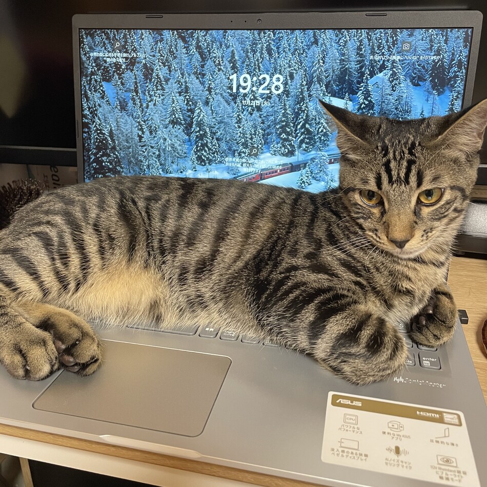 ぶいのカバー写真
