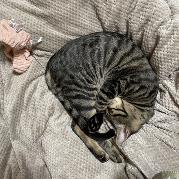 ポカポカだにゃー