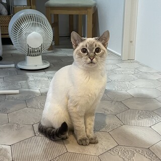 キレいな瞳のおてんば「モーちゃん」