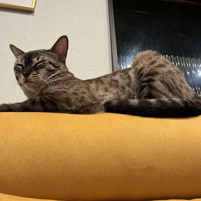 ベンガルズのカバー写真