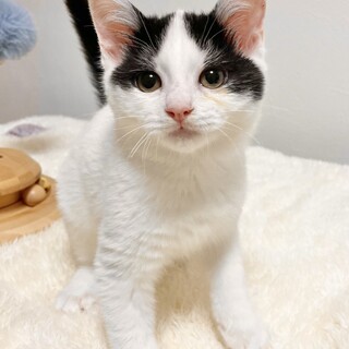 眠くなるとお膝に乗ってくる甘えん坊男子ケン♡