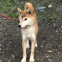 柴犬の女の子　1歳3ヶ月