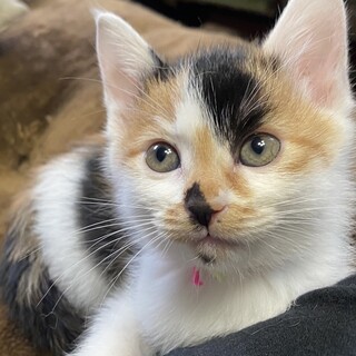 とってもおっとりな三毛猫のミミちゃん❣️