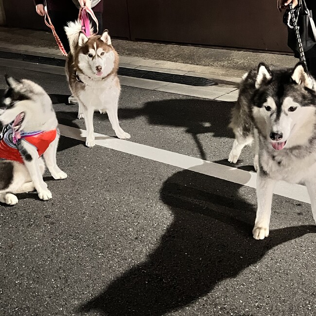 えこちゃのカバー写真