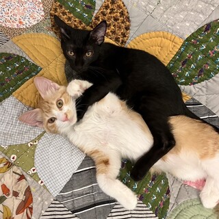 【1/28芝浦】人懐っこく愛くるしい美猫兄弟