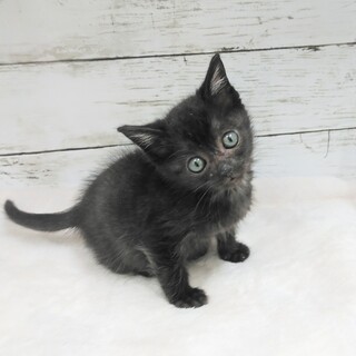 推定2023年10月生 黒キジ♀ エドウィンちゃん