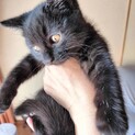 黒猫子猫　少し長毛