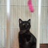黒猫子猫　少し長毛 サムネイル2