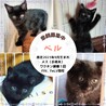 黒猫子猫　少し長毛 サムネイル3