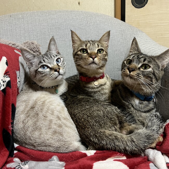 うちのこねこ@Kijimaruのカバー写真