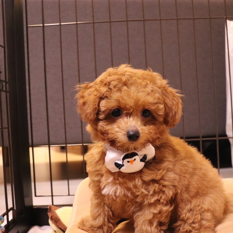 ライムのカバー写真