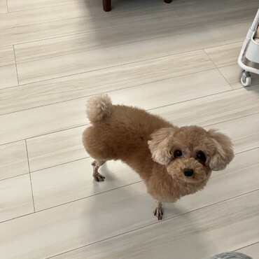 体だけ羊さんカット❤️