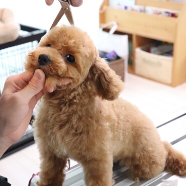 生まれて半年！お家で初めてのカット❤️
