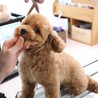 生まれて半年！お家で初めてのカット❤️