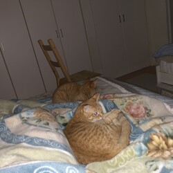 「いちごファミリー記 その9」サムネイル2