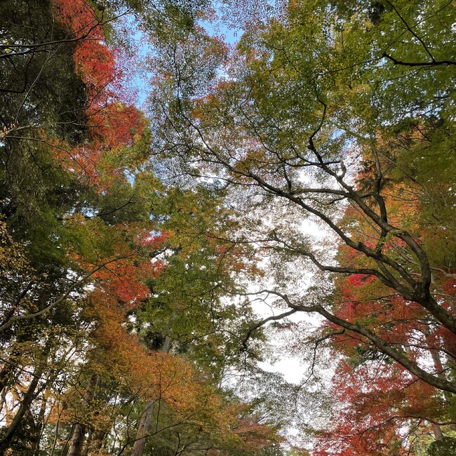 こむぎ***のカバー写真