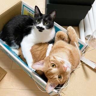 【1/8芝浦】預かり宅で意気投合の仲良しペア