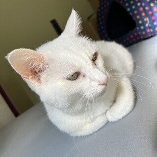 白猫ゆきちゃん　里親急募