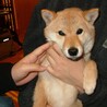 ちろえり