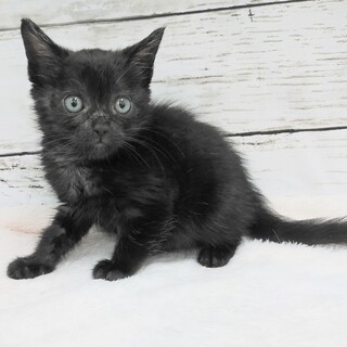 推定2023年10月生 黒キジ♀ エヴィスちゃん♡