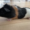 モルモットオス サムネイル2