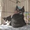 遊ぶの大好き白黒仔ネコ３兄妹♡東京国分寺 サムネイル6