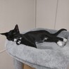 遊ぶの大好き白黒仔ネコ３兄妹♡東京国分寺 サムネイル7