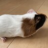 モルモットメス2ヶ月 サムネイル2