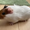 モルモットメス2ヶ月 サムネイル3