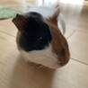 モルモットメス2ヶ月 サムネイル4