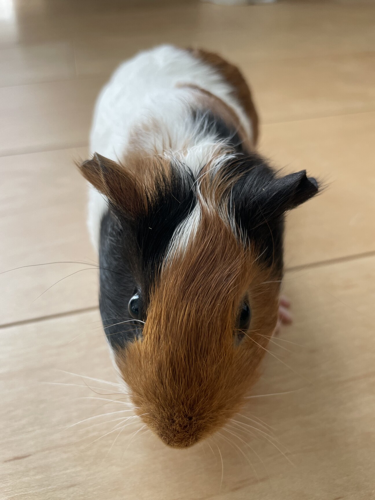 【里親決定】モルモットメス2ヶ月 サムネイル1