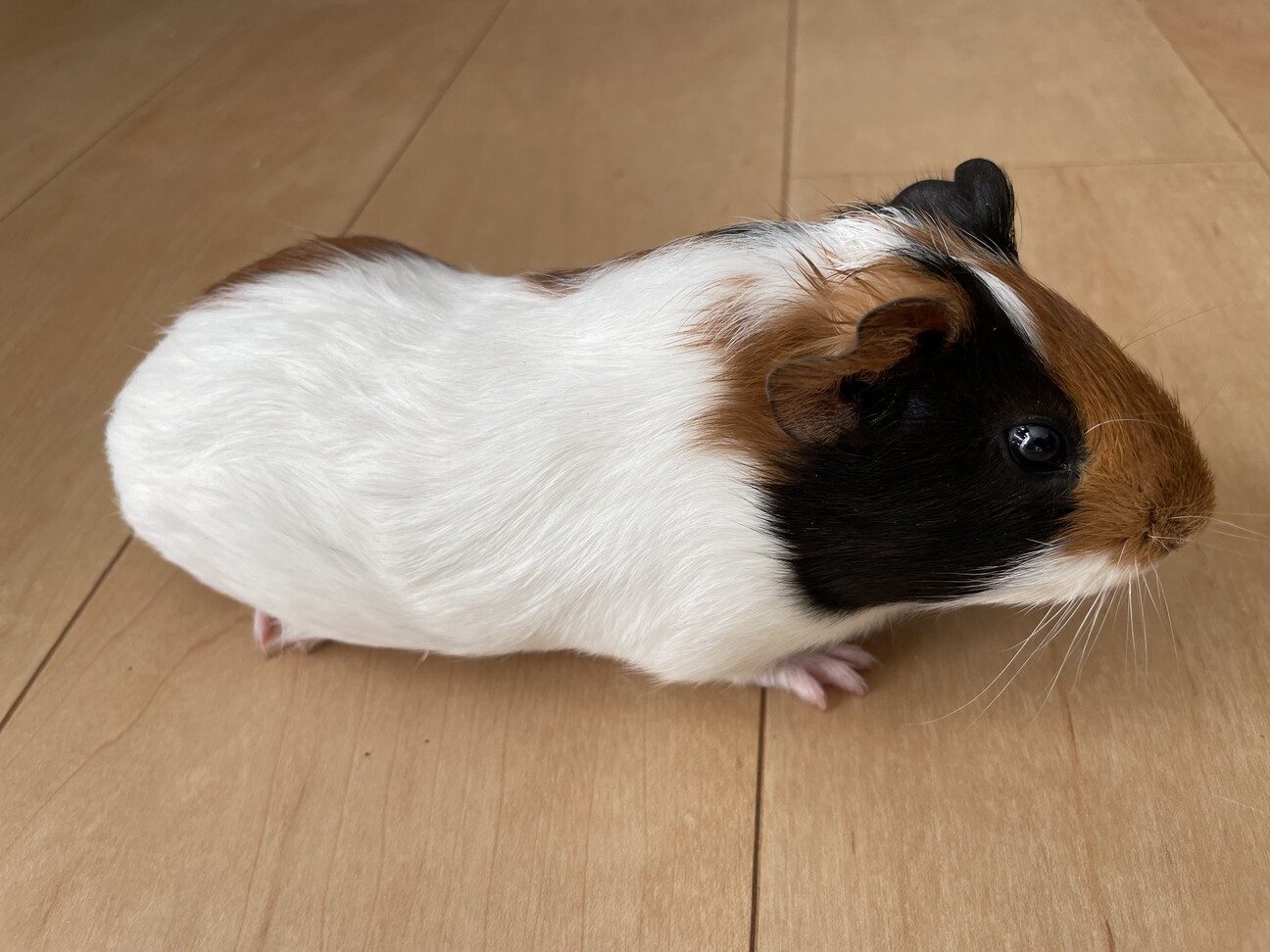 【里親決定】モルモットメス2ヶ月 サムネイル2