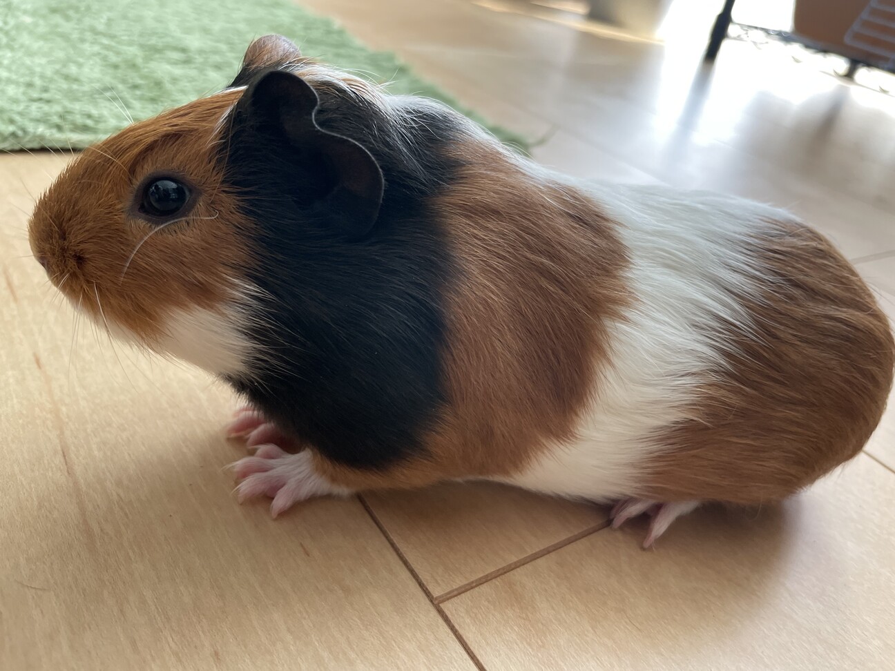 【里親決定】モルモットメス2ヶ月 サムネイル3